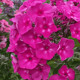 Флокс метельчатый Автограф