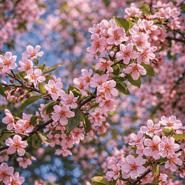 Черемуха обыкновенная Colorata