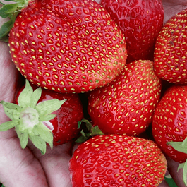 Земляника садовая Сельва