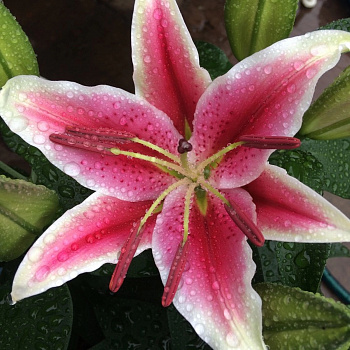 Лилия восточная горшечная Старлайт Экспресс