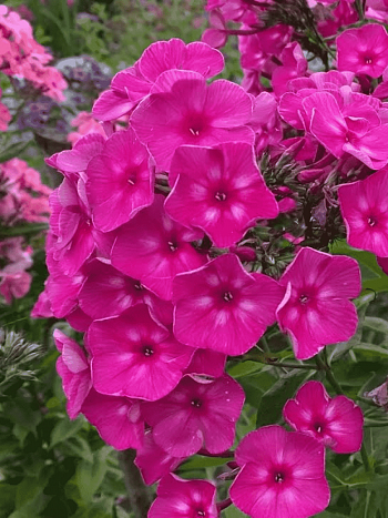 Флокс метельчатый Автограф