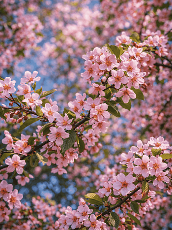 Черемуха обыкновенная Colorata