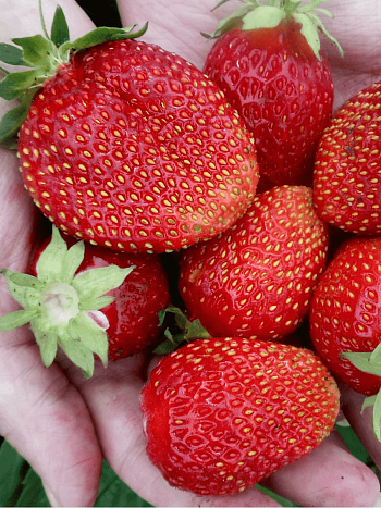 Земляника садовая Сельва