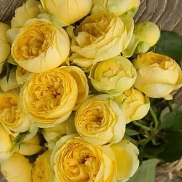 Роза спрей Catalina