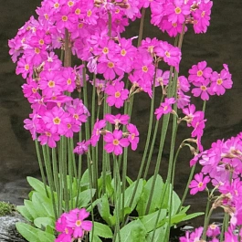 Примула розовая Rosea