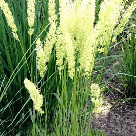 Колерия валисская Mountain Breeze