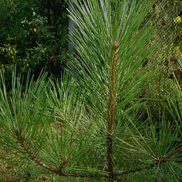 Сосна желтая