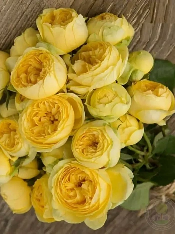 Роза спрей Catalina