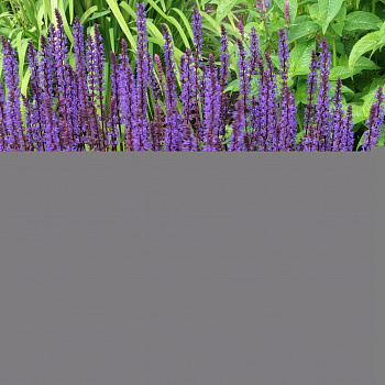 Сальвия дубравная Карадонна