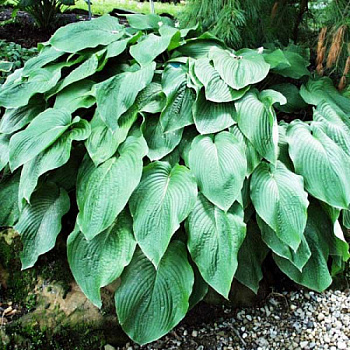 Хоста гибридная Ти Рекс НАБОР 2ШТ (1+1)