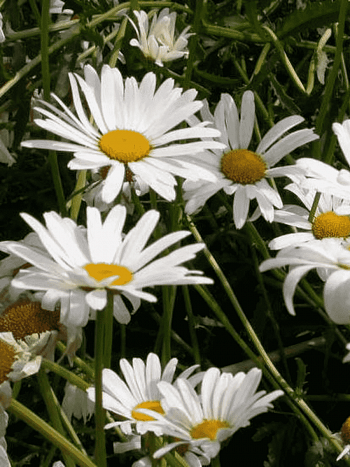 Нивяник наибольший May Queen