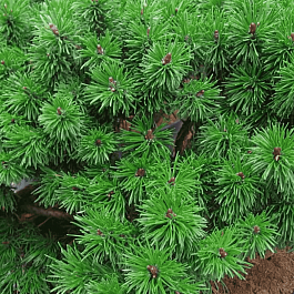 Сосна горная  Hnízdo