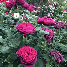 Роза  кустовая Astrid Grafin von Hardenberg