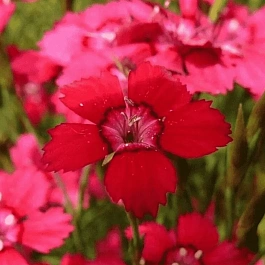 Гвоздика травянка Cherry Red