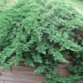 Можжевельник лежачий Nana