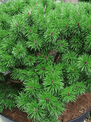 Сосна горная  Hnízdo