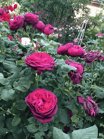 Роза  кустовая Astrid Grafin von Hardenberg