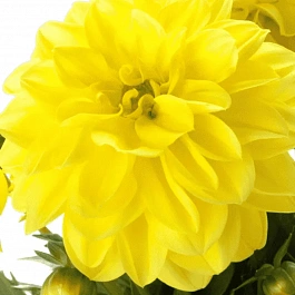 Георгин Dahlietta Select Margareth