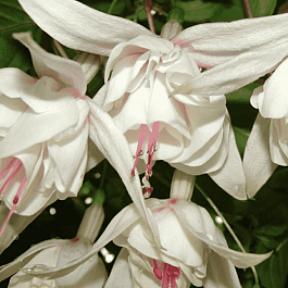 Фуксия ампельная Annabelle