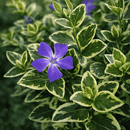 Барвинок малый Variegata