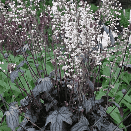 Гейхерелла Infinity