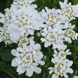 Иберис вечнозеленый Whiteout