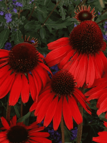 Эхинацея пурпурная Red