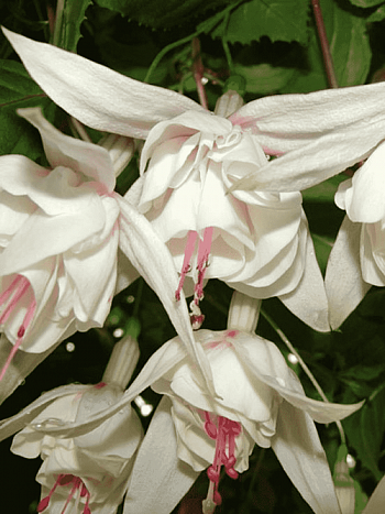 Фуксия ампельная Annabelle