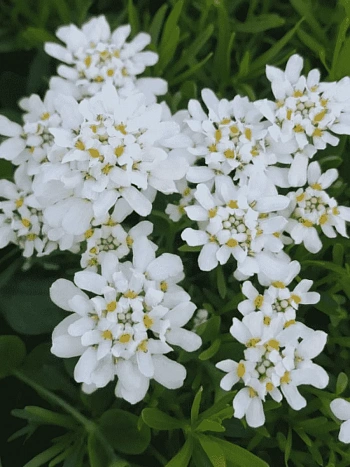 Иберис вечнозеленый Whiteout