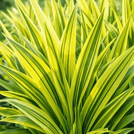 Фалярис тростниковый Arctic Sun