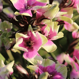 Флокс метельчатый Mike′s Choice