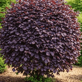 Бук лесной Atropunicea