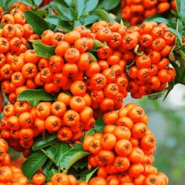 Пираканта Orange Glow