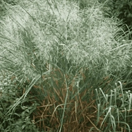 Просо прутьевидное Emerald Chief