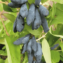 Жимолость плодовая Мичуринское диво