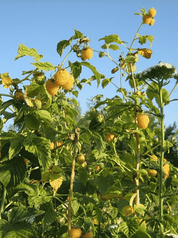 Малина обыкновенная Old Gold