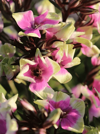 Флокс метельчатый Mike′s Choice