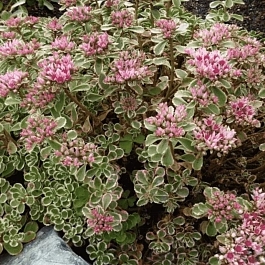 Очиток ложный Tricolor