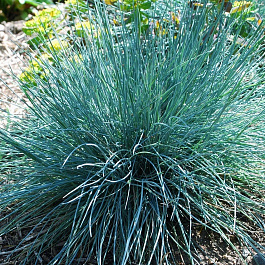 Молиния голубая