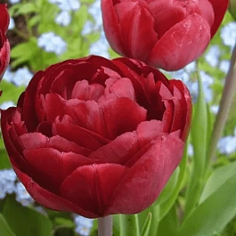 Тюльпан Uncle Tom