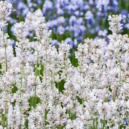 Лаванда узколистная Эдельвейс Лаванда узколистная Эдельвейс