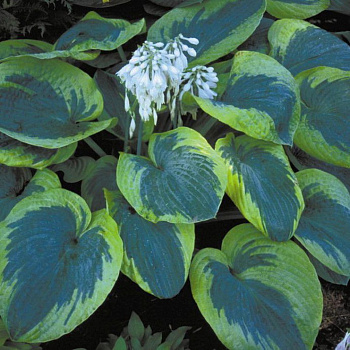 Хоста гибридная Олив Бейли Лэнгдон