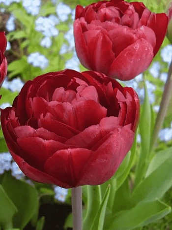 Тюльпан Uncle Tom