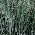 Просо прутьевидное Emerald Chief