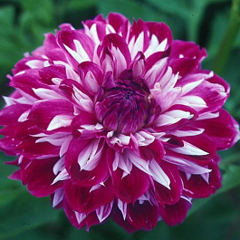 Георгина декоративная Оптик Иллюжн