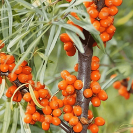 Облепиха крушиновидная Ascola