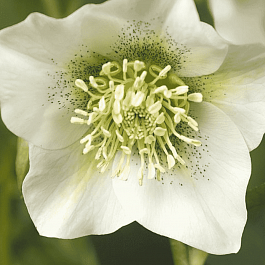 Морозник восточный Pretty Ellen White