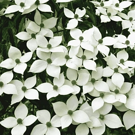 Дерен Коуза