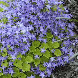 Колокольчик  гарганский Major