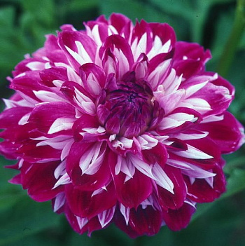 Георгина декоративная Оптик Иллюжн